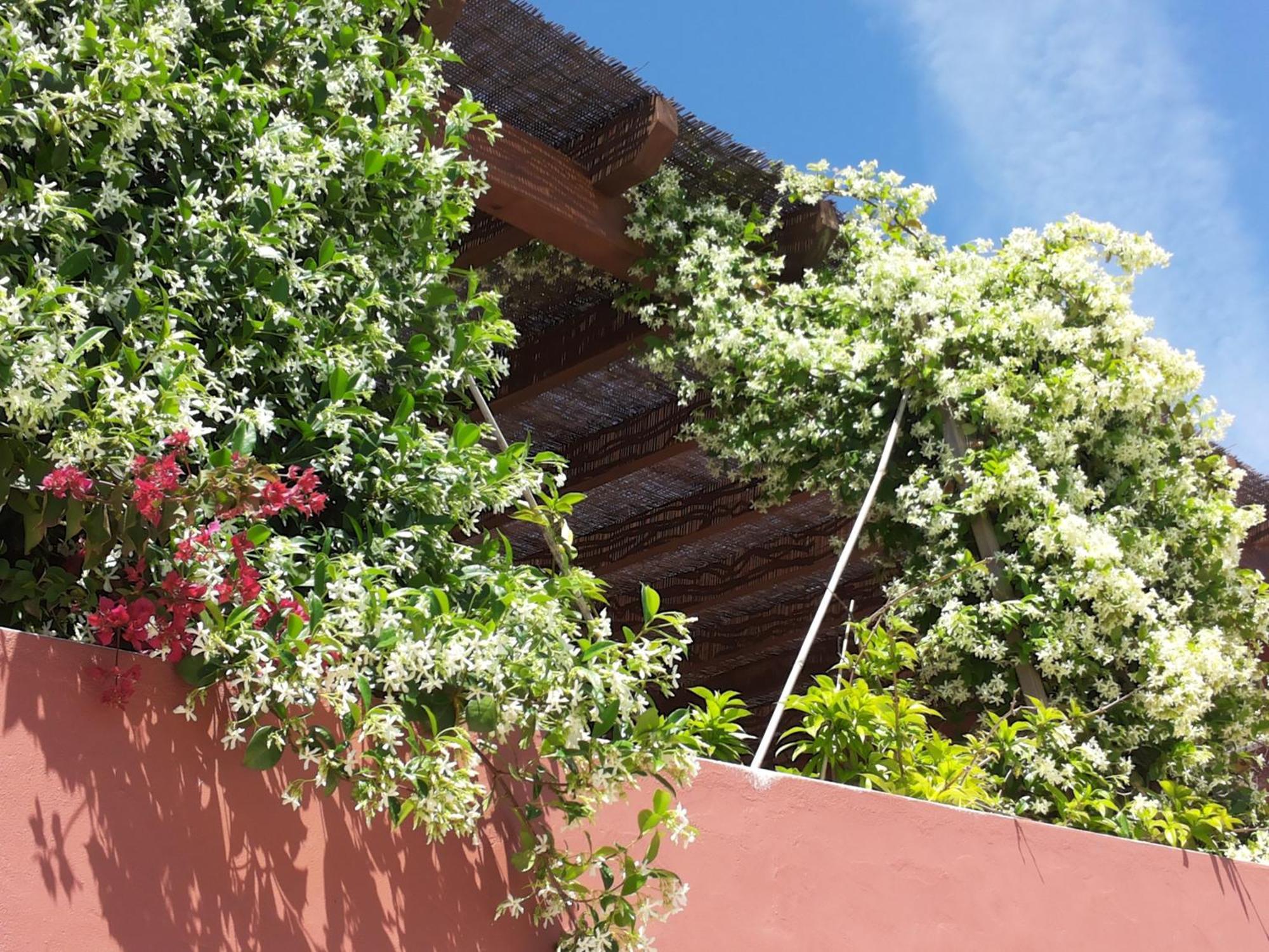Gato Preto De Silves - Adults Only Bed & Breakfast ภายนอก รูปภาพ